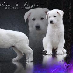 "Photo by Taylor Gracie 💜" Berger Blanc Suisse Puppies from Von Tasz White Shepherds