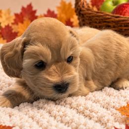Miniature Schnauzer puppies from 1 Smart Choice Schnauzers Babies