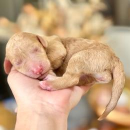 Harmony Bear- Light Purple Collar - Apricot female Goldendoodle puppy in Bay City, Texas from Charming Doods Goldendoodles