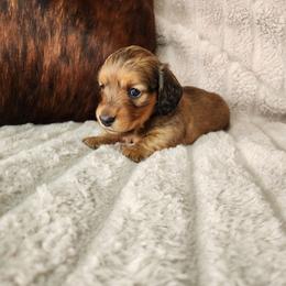 Michael - Red male Dachshund puppy in Lindsay, California from Lewis Creek's Dachshunds