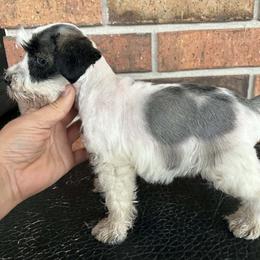 Pheobe - Parti female Miniature Schnauzer puppy in Eunice, Louisiana from 4J's Cajun Kennels