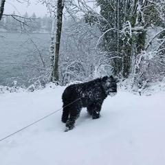 Bouvier des Flandres from Dilyn