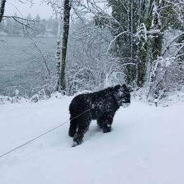 Bouvier des Flandres from Dilyn