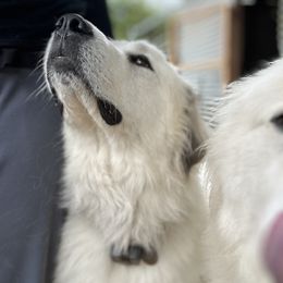 Great Pyrenees All Grown Up from McCarthy Ranchette