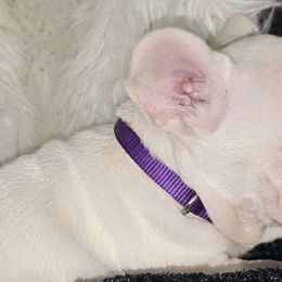 😍 PURPLE COLLAR PLATINUM GIRL 😍 - White French Bulldog puppy in Burleson, Texas from Diamond Deluxx Frenchies