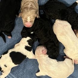 Aussiedoodles from MR Doodles
