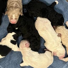 Aussiedoodles from MR Doodles