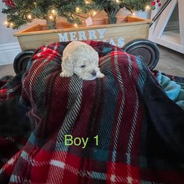 Cockapoo Puppies from 4W’s F2 Cockapoos