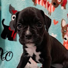 Purple - Brindle female Boxer puppy in Franklin, Georgia from Lakeside Kennels of Franklin