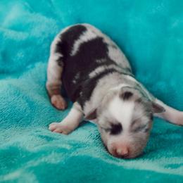 Miniature Australian Shepherd Puppies from Kuttin’ Up Mini Aussies