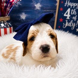 Therese (Piper) - Parti female Goldendoodle puppy in Rocky Point, North Carolina from CelticDoods