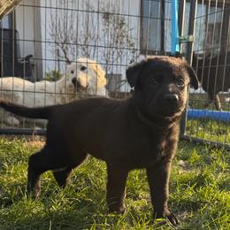 German Shepherd puppies from Haus Atreus German Shepherds
