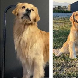 Golden Retriever puppies from Chizan Goldens