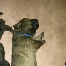 Boy 3 - German Shepherd puppy in Texas from Figueroa's K9
