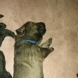 Boy 3 - German Shepherd puppy in Texas from Figueroa's K9