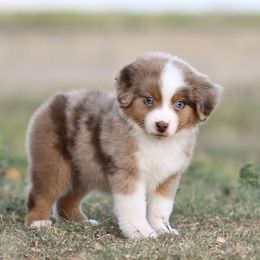 Briggs - Red merle male Miniature American Shepherd puppy in Snyder, Texas from RLA Miniature American Shepherds