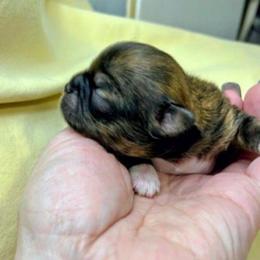 Laurel - Brindle female Lhasa Apso puppy in Hillsboro, Oregon from Luv-N-Laughter Lhasa Apsos