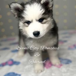 Bo Duke - Black and white male Pomsky puppy in Rossville, Georgia from Scenic City Pomskies