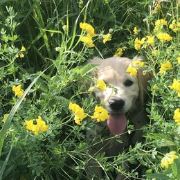 Billie - Lavender - Light golden Golden Retriever puppy in Webster City, Iowa from Whispering Pines Precious Puppies