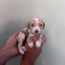 Hopper - Red  male Goldendoodle puppy in Calera, Alabama from Red Mountain Minis