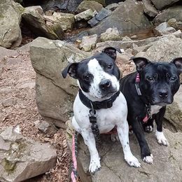Staffordshire Bull Terriers from GoltStaff
