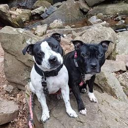 Staffordshire Bull Terriers from GoltStaff