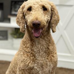 Sophie - Apricot female Goldendoodle puppy in Cartersville, Georgia from Oodles of doodles nw ga