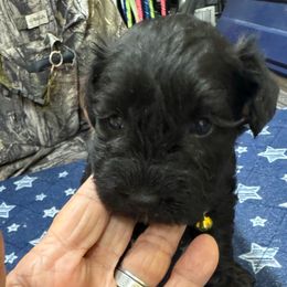 Sunny - Black female Miniature Schnauzer puppy in Comanche, Texas from Circle R Sidney