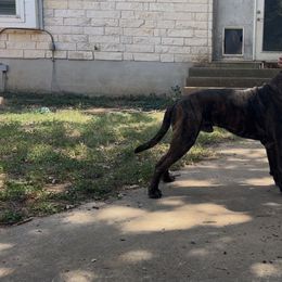 Ragnar - Bullmastiff