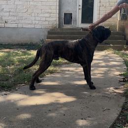 Ragnar - Bullmastiff