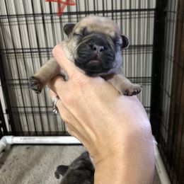 Cane Corso and French Bulldog Puppies from Perry’s Cane Corso and French bulldogs