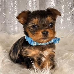 Ghost - Gold male Yorkshire Terrier puppy in Denver, Colorado from Melrey's paws