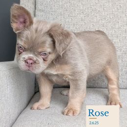 Rosie - Blue fawn female French Bulldog puppy in Melba, Idaho from Frost's French Bulldogs