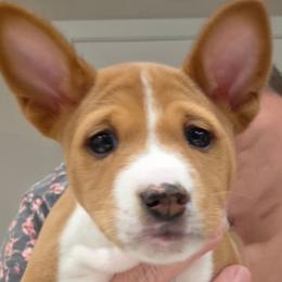 Girl 4- Maererano's Honeyed Topaz - Red and white female Basenji puppy in Lehi, Utah from Maererano Basenjis