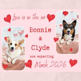 American Corgi puppies from America's Red White and Bluie Corgis