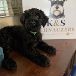 Draco - Black male Giant Schnauzer puppy in Pearland, Texas from K & S Schnauzers