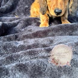 Dachshund Puppies from CSW Dachshunds