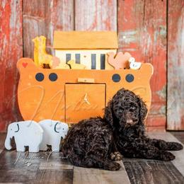 Poodle Puppies from Northern Creek