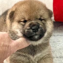 Girl 2 - Red female Shiba Inu puppy in Milton, Florida from Moonlight Shibas