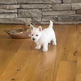 West Highland White Terrier Puppies from Ravens Nest Westies