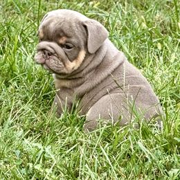 Freedom - Lilac tri-color male Bulldog puppy in Zionsville, Indiana from Midwest Bulldogs