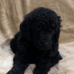 “Strudel” Pink Collar Girl - Poodle puppy from Champagne Poodles