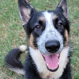 Roxy - Panda female German Shepherd puppy in Phenix City, Alabama from Black Rose Shepherds