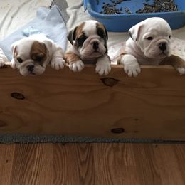 English Bulldog Puppies from My Gang Bulldogs