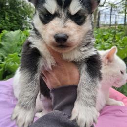 Seedling - Black and white female Siberian Husky puppy in West Liberty, Ohio from Skyfallsiberians