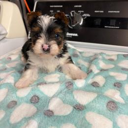 Sammy - Parti male Yorkshire Terrier puppy in Cheektowaga, New York from Renee’s Pawfectly Pampered Yorkies