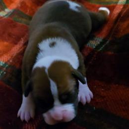 Girl 3 - Fawn female Boxer puppy in Temple, Georgia from B&B Boxers