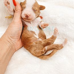 Cavapoo and Goldendoodle Puppies from Oh My Mini Doodle