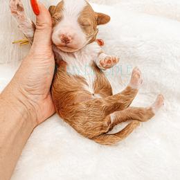 Cavapoo and Goldendoodle Puppies from Oh My Mini Doodle