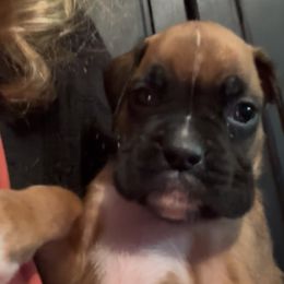 Fawn boy 2 long skinny stripe on nose - Fawn male Boxer puppy in Graham, Washington from Precious Paws Boxer puppies in WA